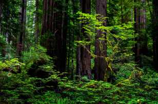 Light in the redwoods-3126 Light in the redwoods-3126